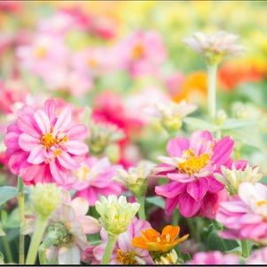 Meet your Posher, Ailene